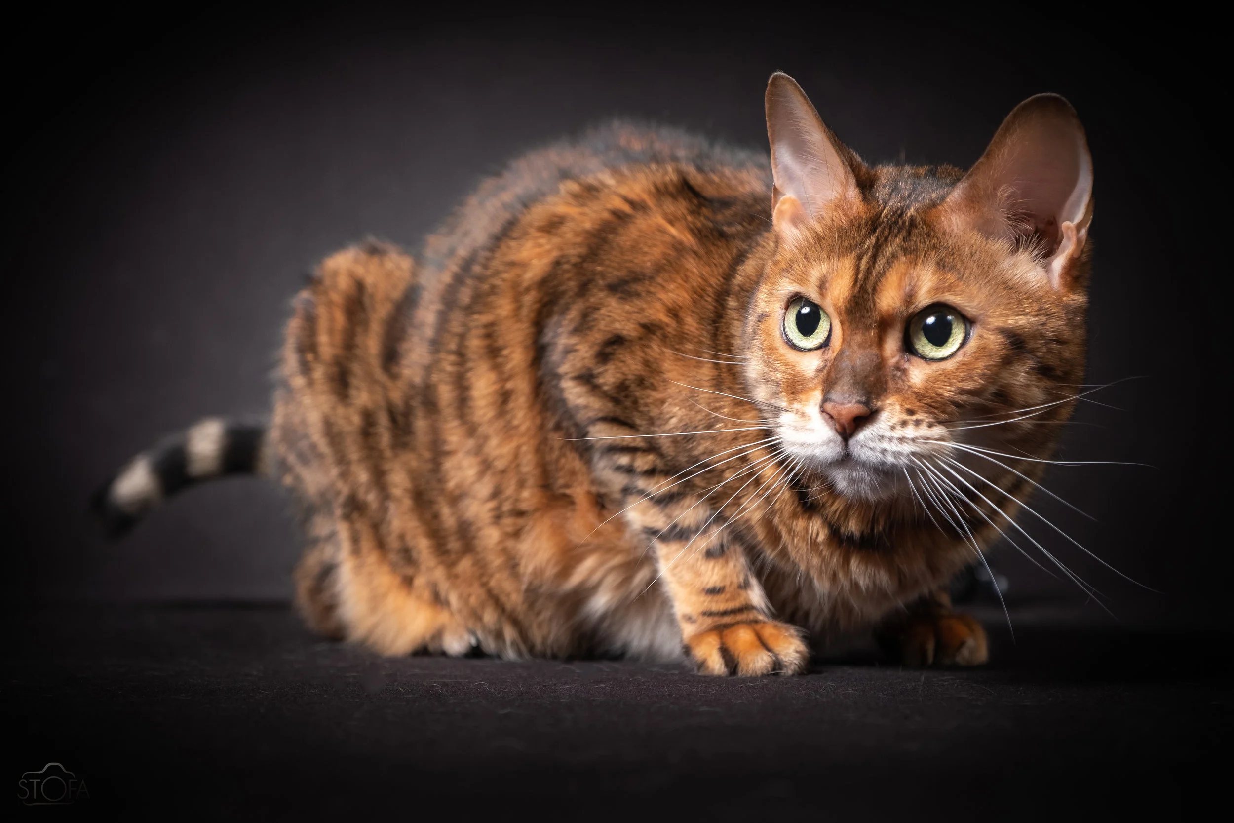 Lilu
