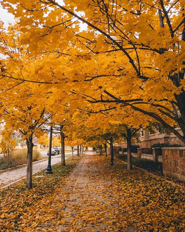 Took a quick stroll this afternoon to the coffee shop. Perks of living in Utah #thisisogden #teampixel #pumpkinspice
.
.
.
#utahisrad #lifeelevated #ogdenutah #utahgram #werutah #autumn #fall #leaves🍁 #utahphotographer #shotbypixel #mobilephotograph