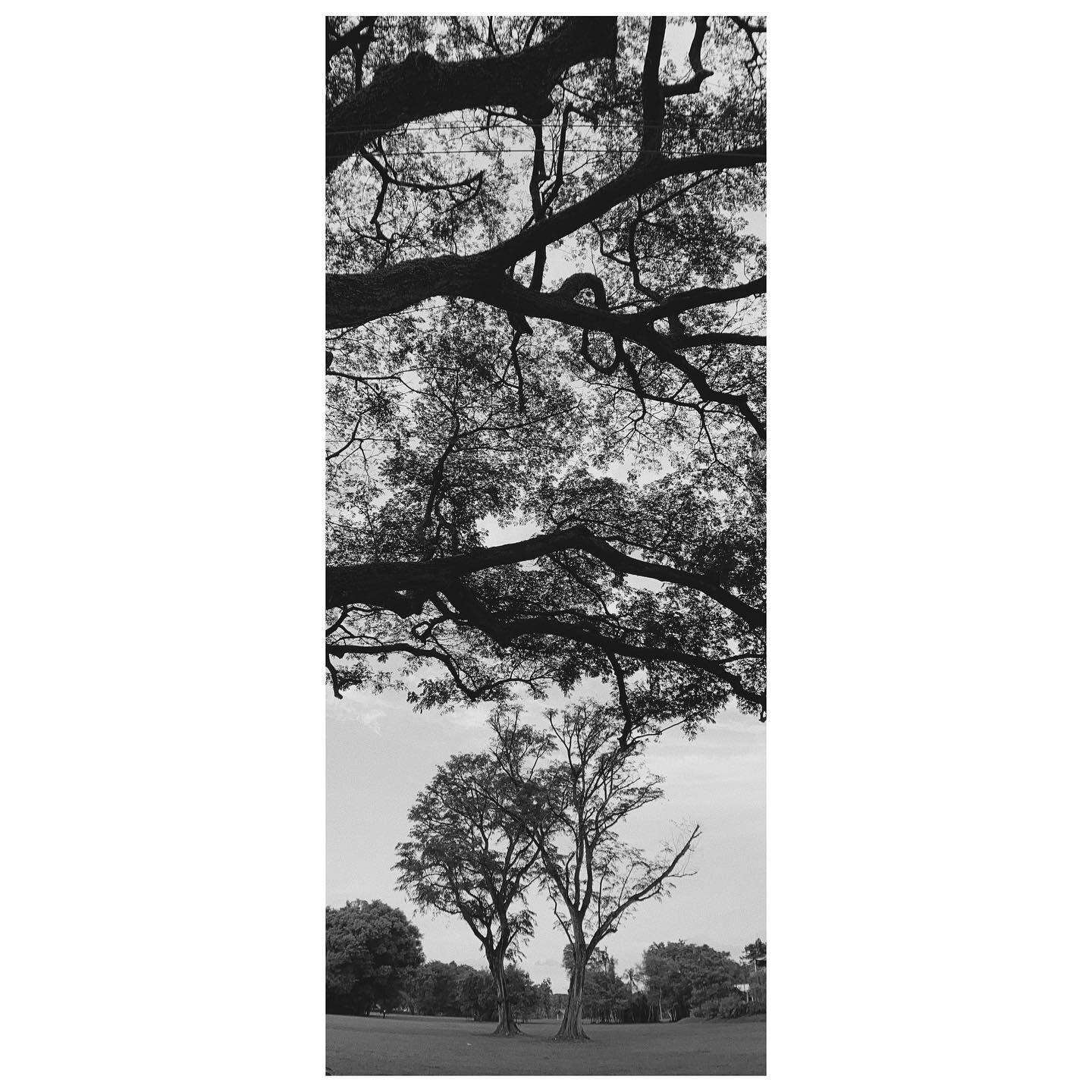 I like taking pictures of trees
&bull;
&bull;
&bull;
&bull;
&bull;
#momentlens #shotonmoment #shotoniphone #moment #photography #vsco #mobilephotography #iphonephotography #momentcamera #beautiful #explore #anamorphic #cinematography #naturescape #ci