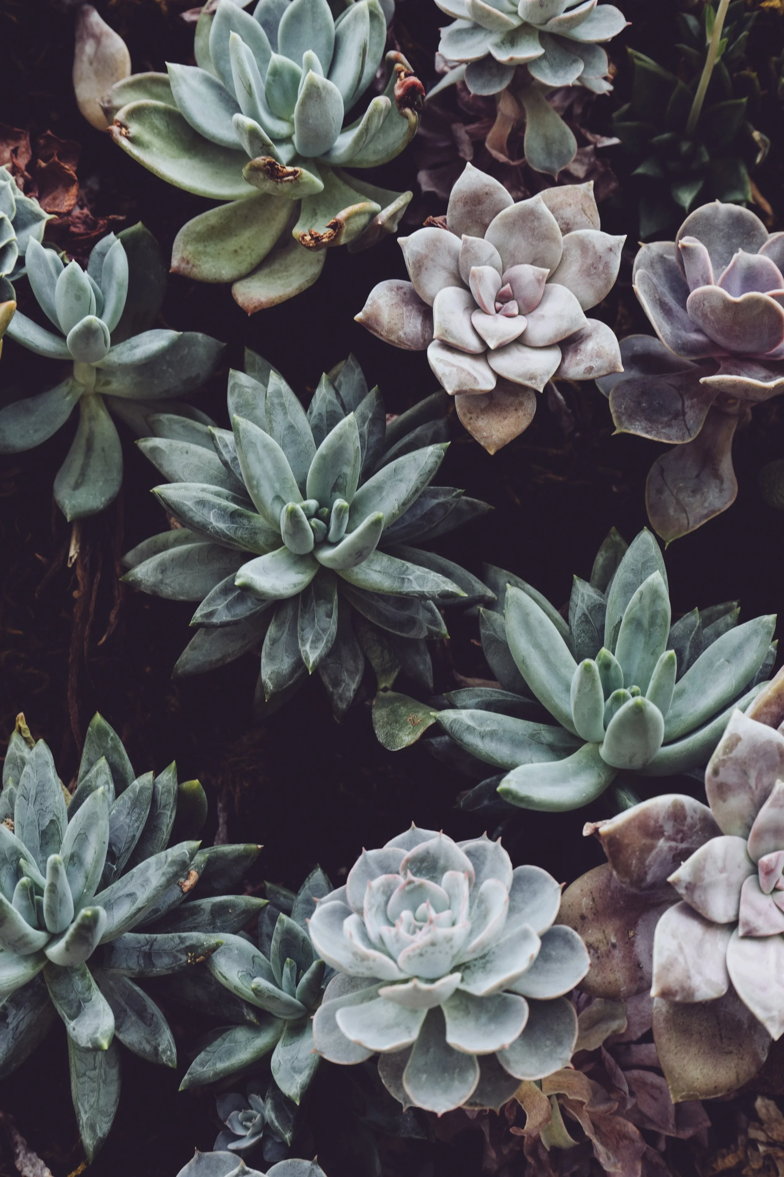 succulunts.jpeg