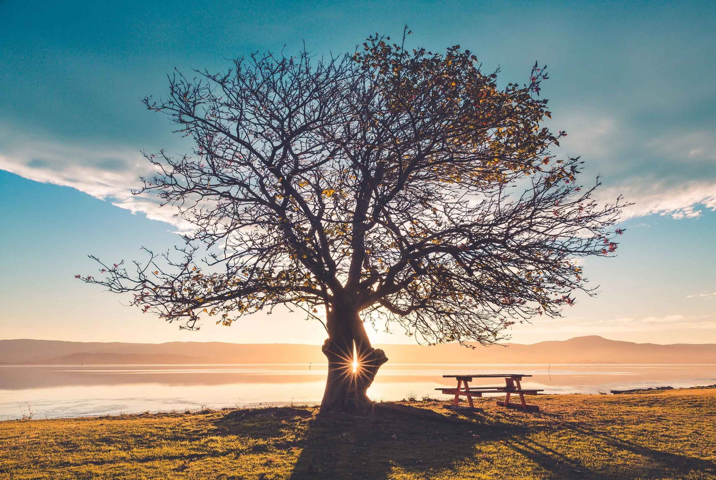 tree.jpeg