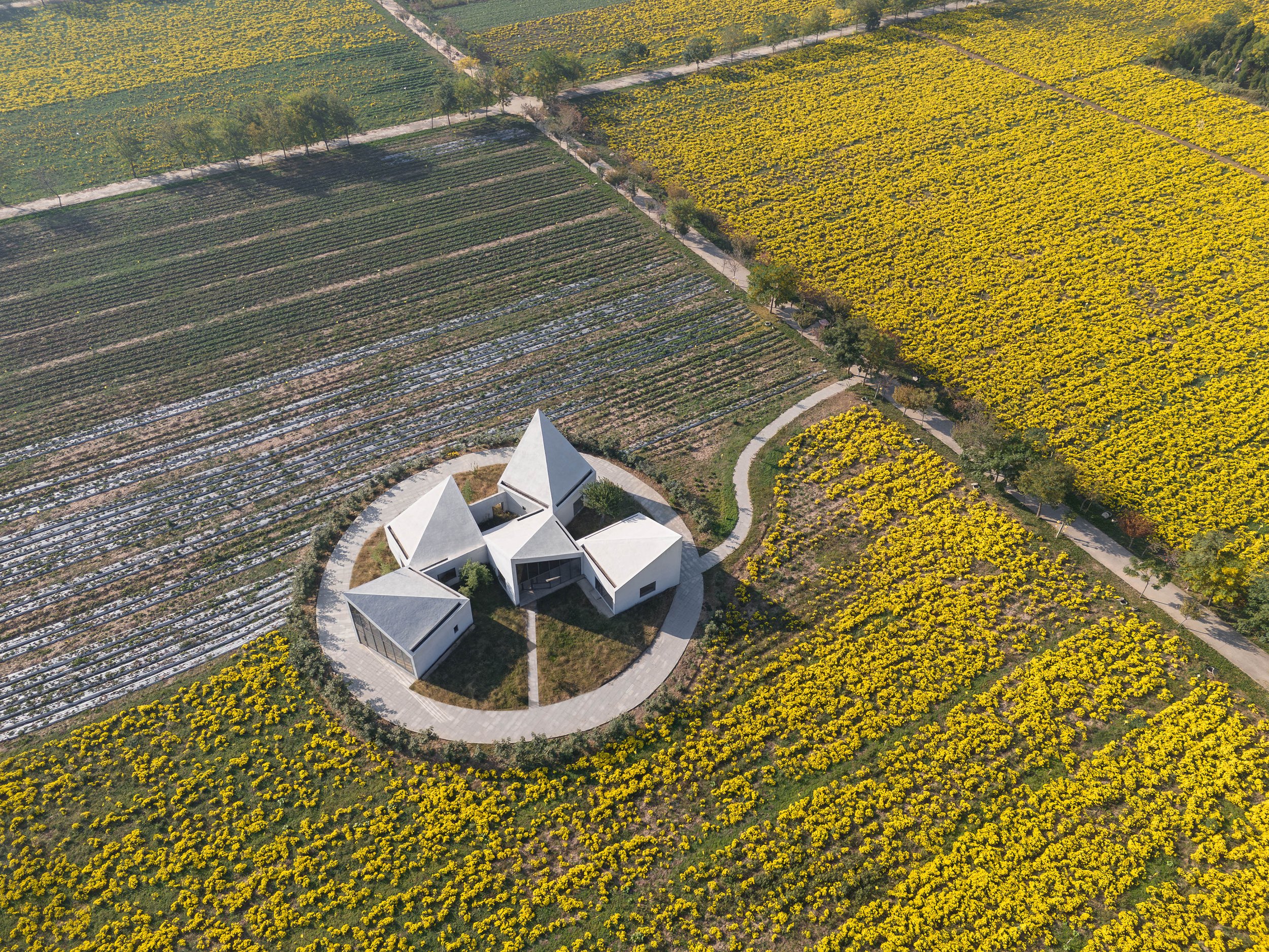 Library in Chrysanthemum Field @Zhang Chao (01).jpg