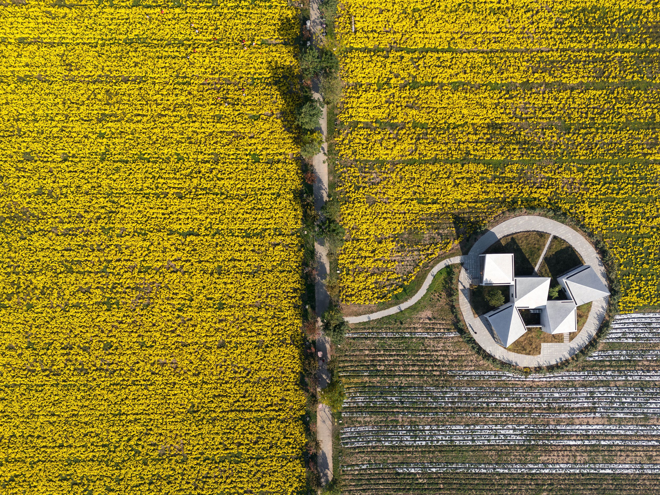 Library in Chrysanthemum Field @Zhang Chao (02).jpg