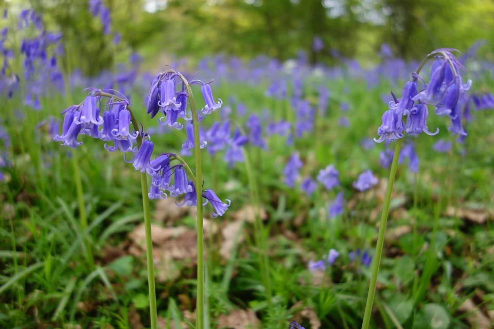 bluebell-2277948_960_720.jpg