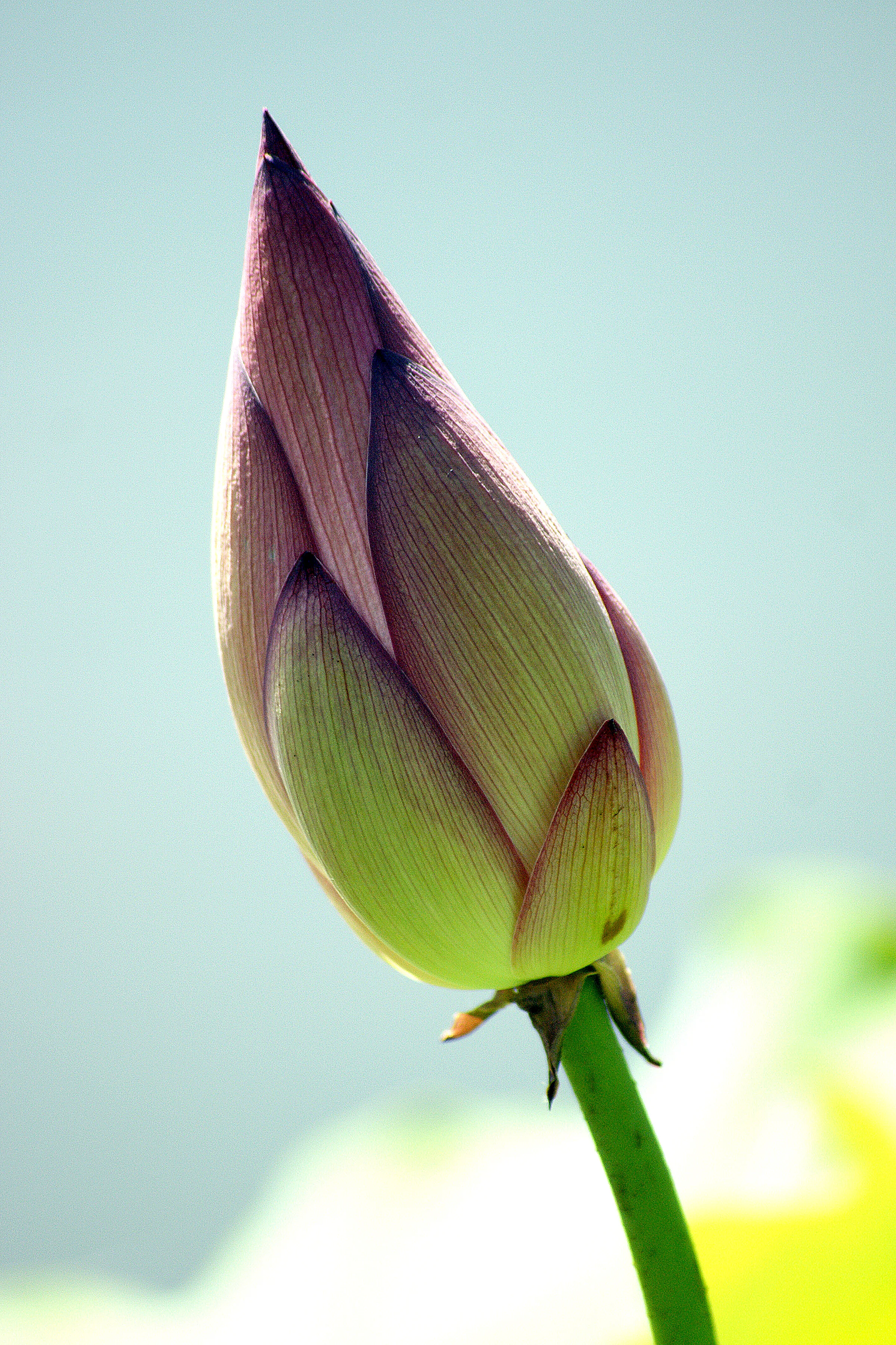 Bud Close Up.jpg