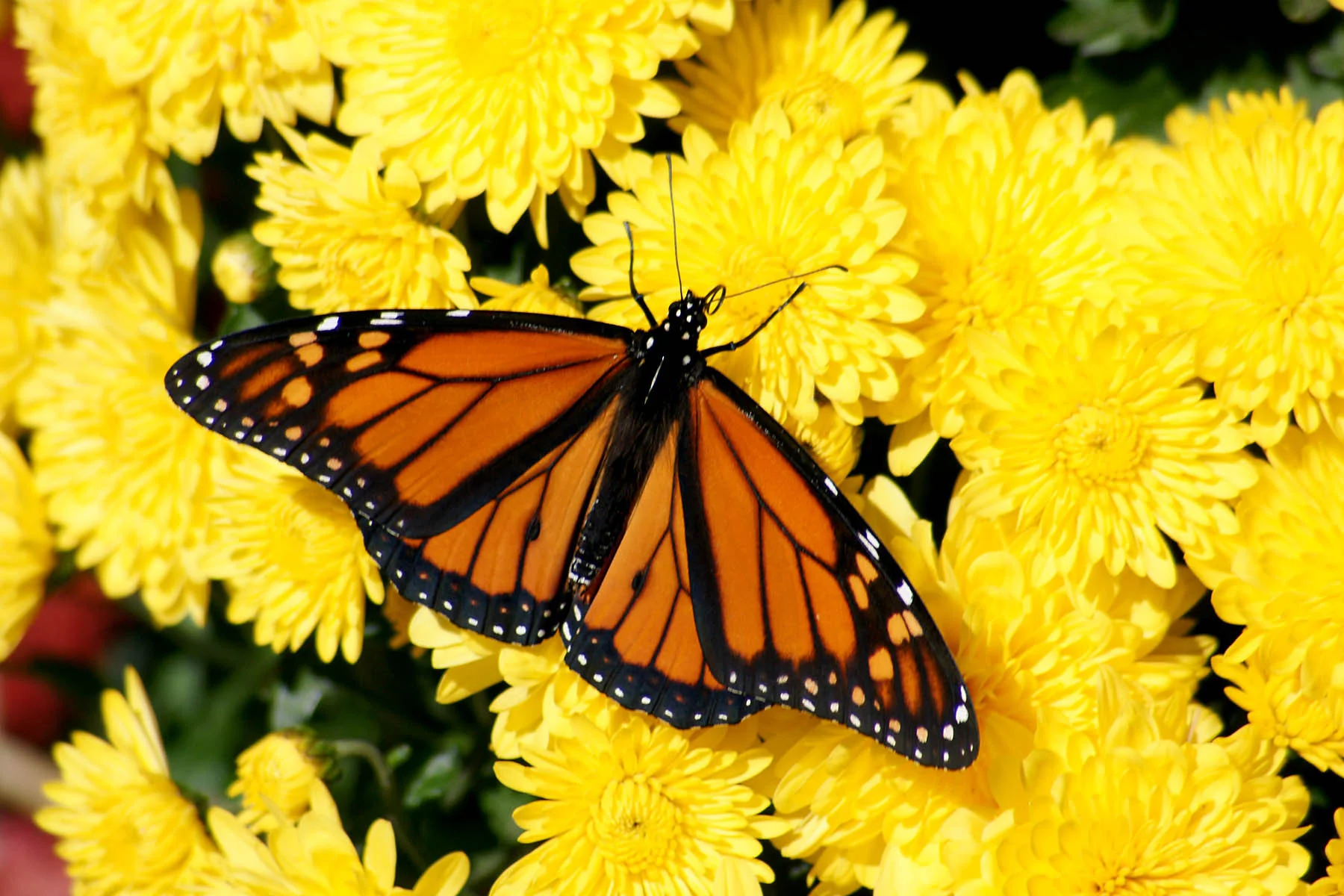 Butterfly on Mum.jpg