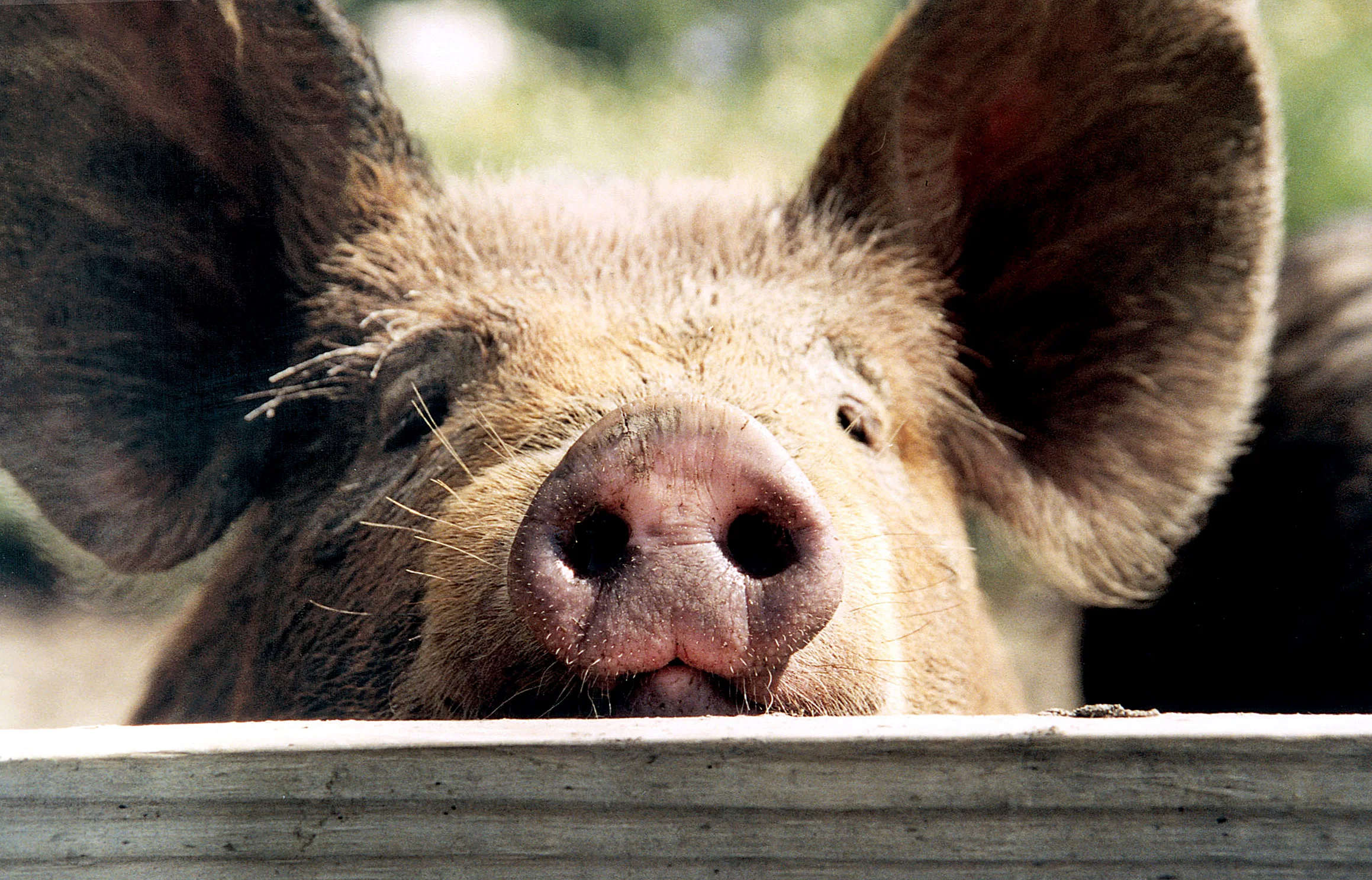 Pig Close-Up.jpg