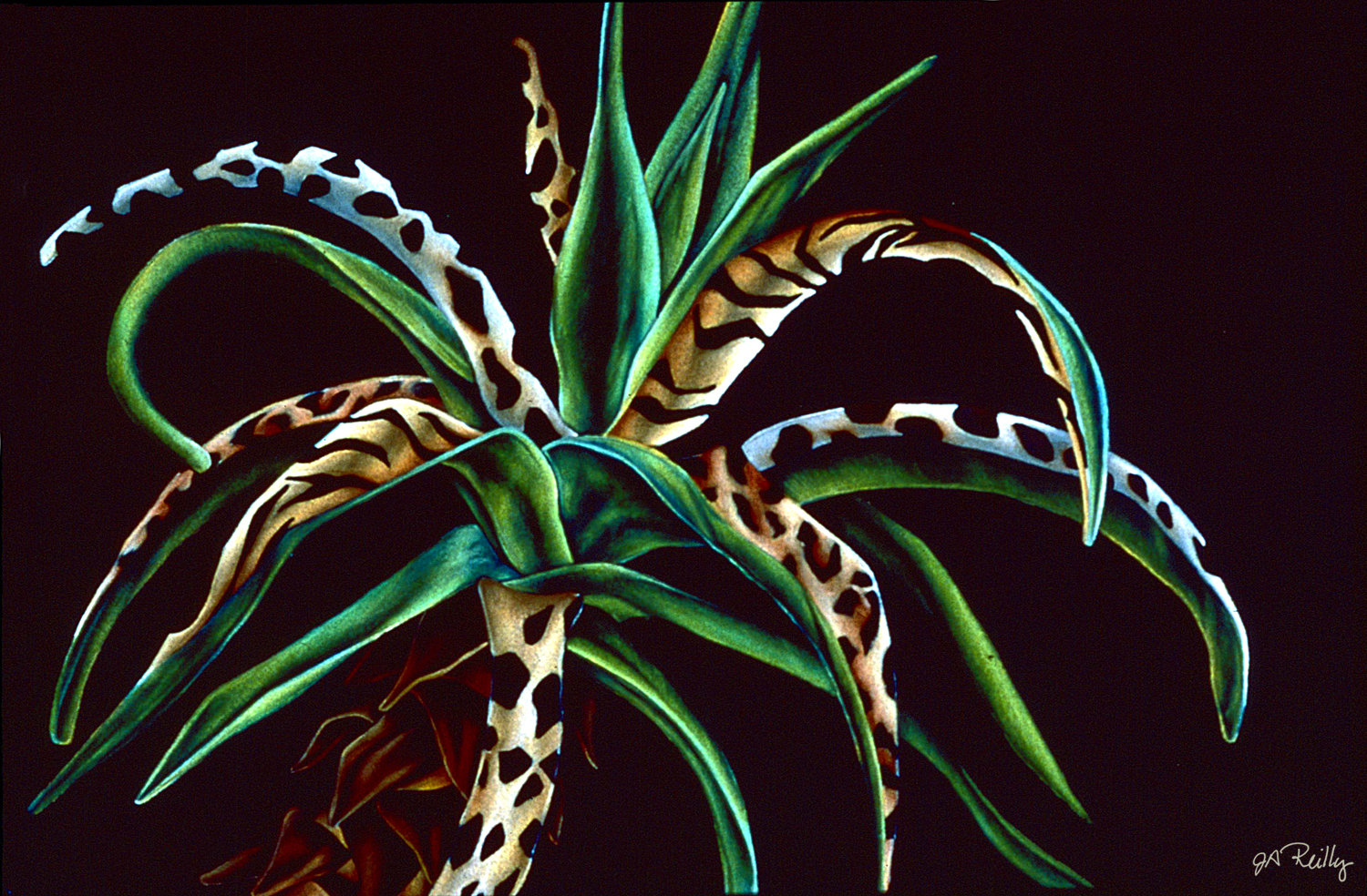 Aloe Cats