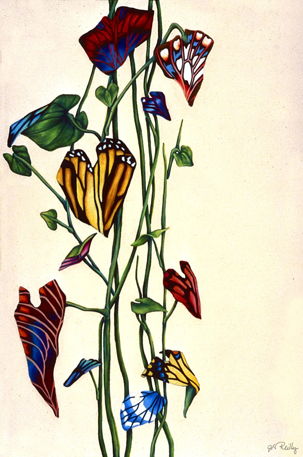 Buttervine