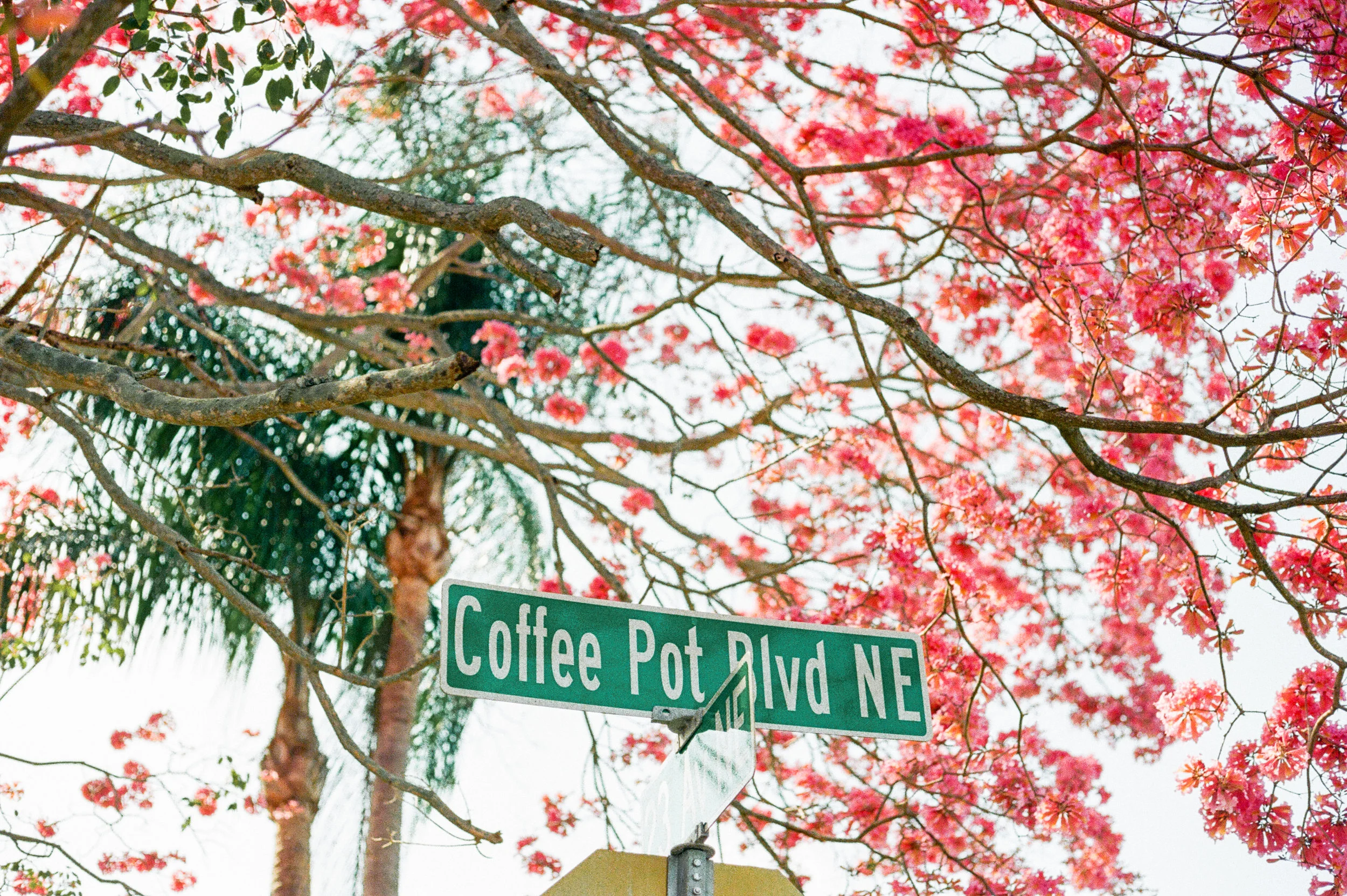 Saint Pete, Florida ... on 35mm