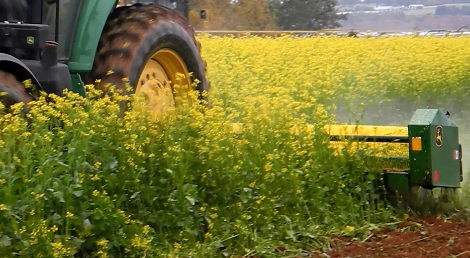 Crop-mustard (1).jpg