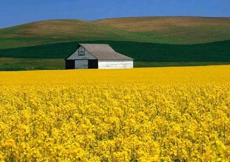 MUSTARD-feild (1).jpg