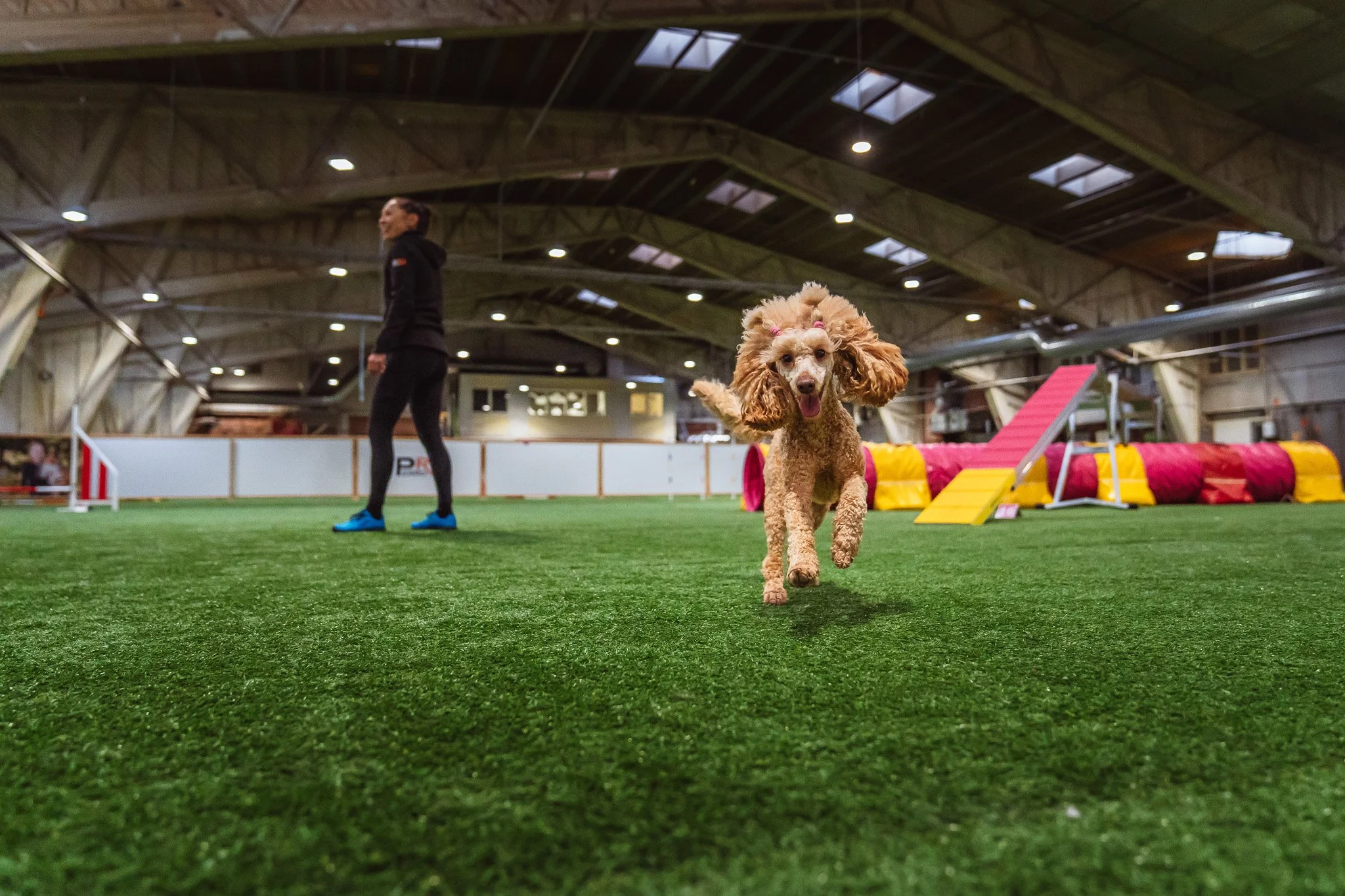 Koiramekka etsii vuokralaisia