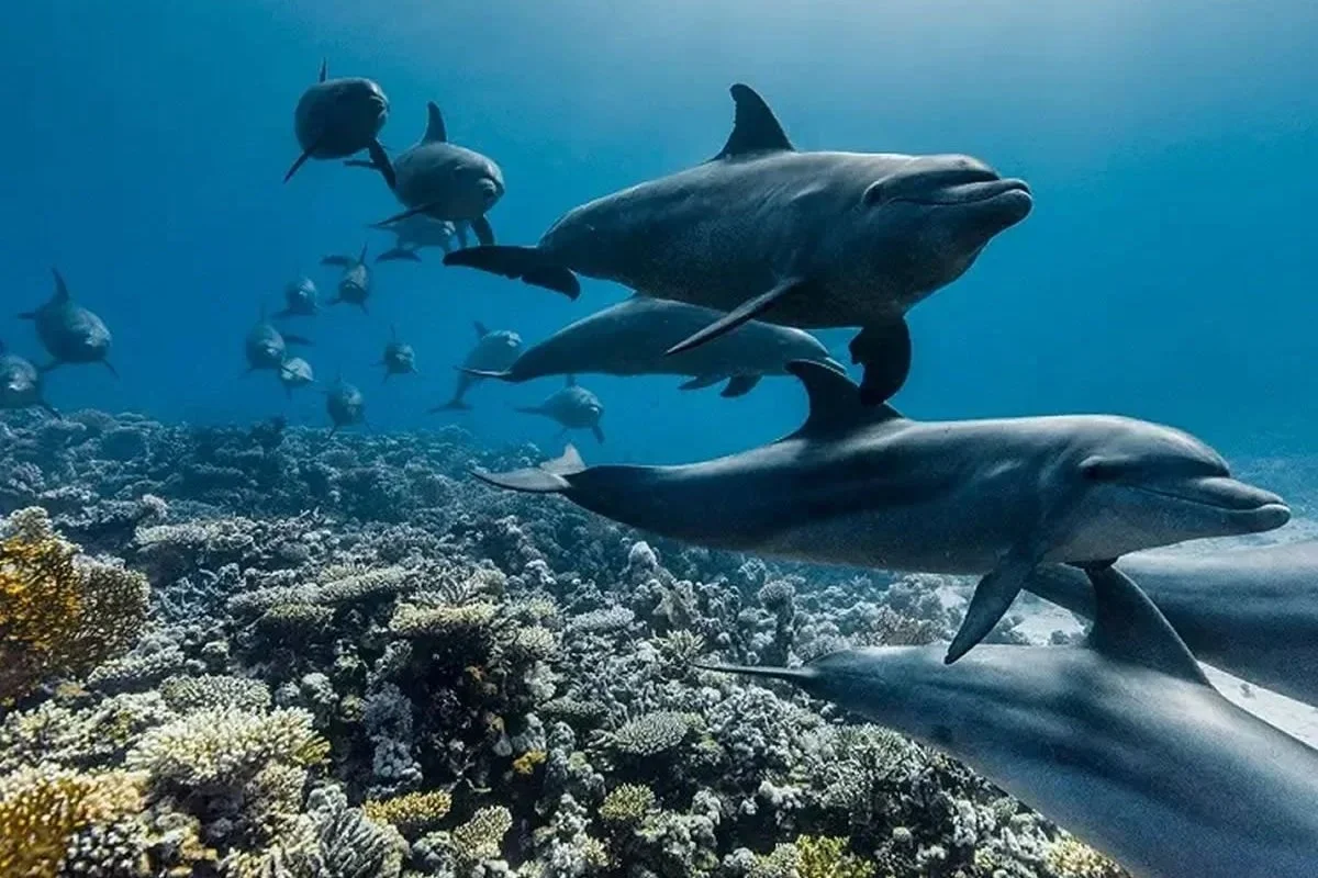 Ocean in Concert ~ Bristol