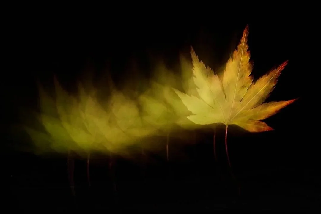 A Turning Leaf ~ Westminster, London