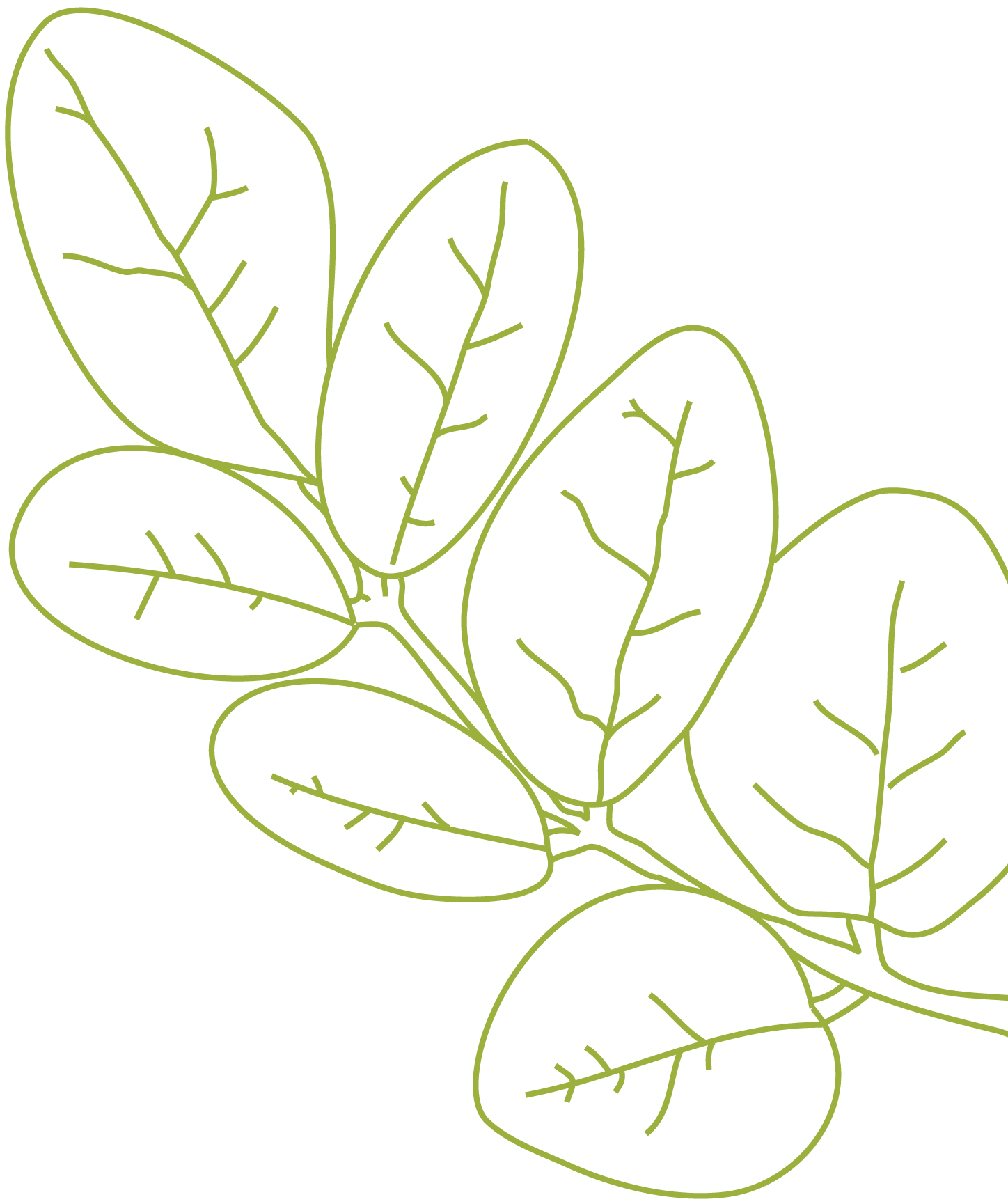 moringa main page_right-01.png