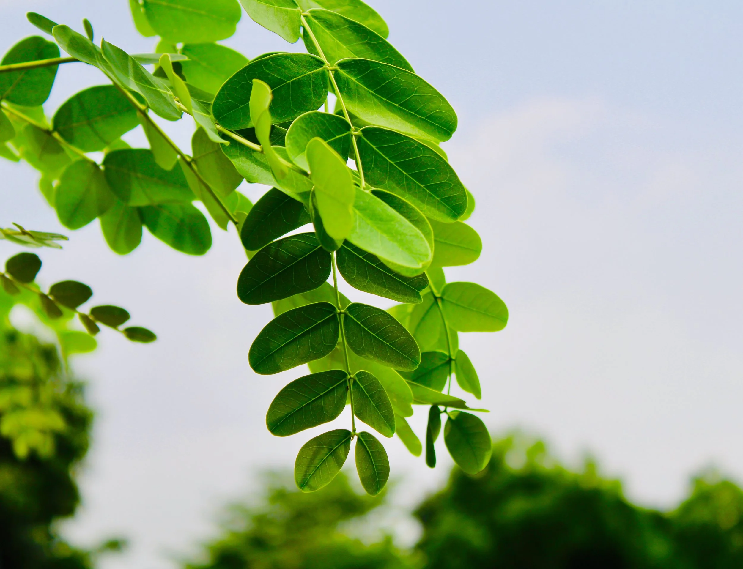 5 science-based benefits of Moringa