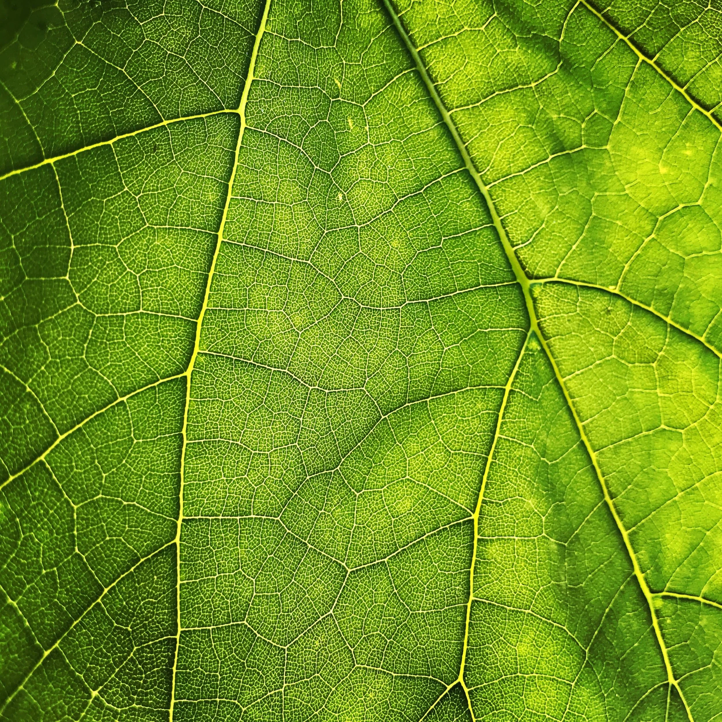 How to assess the quality of your Moringa
