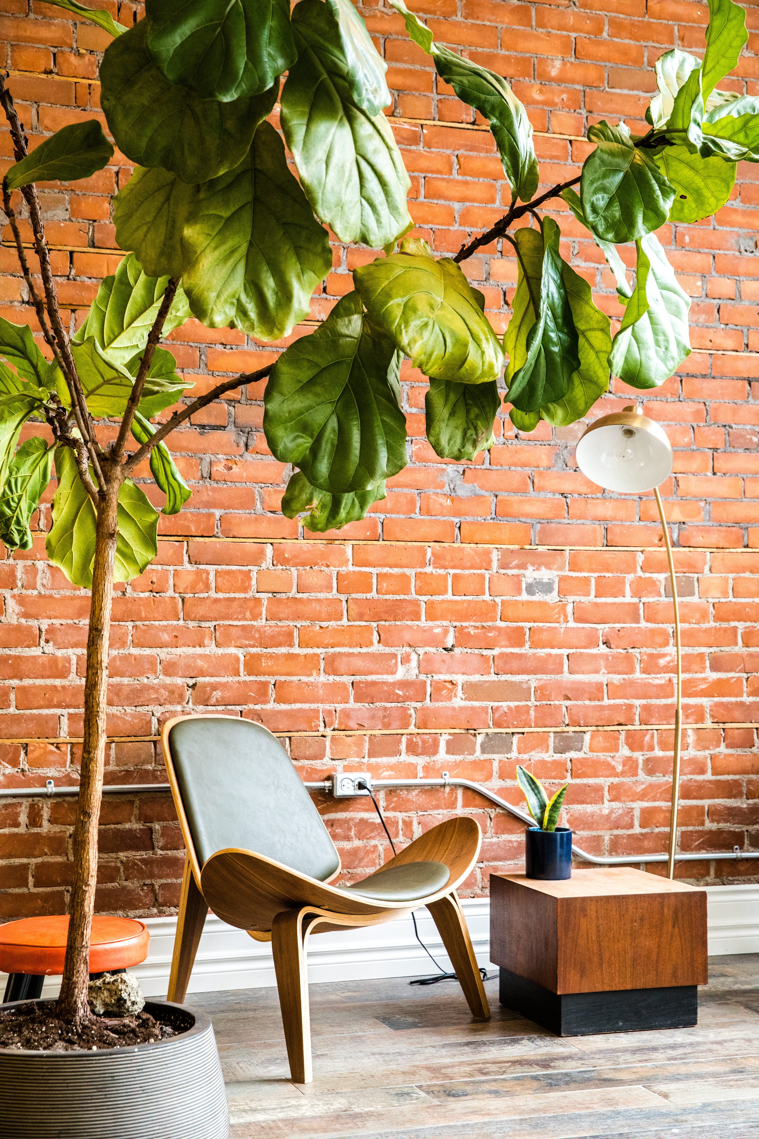 Fig tree and modern chair in waiting area