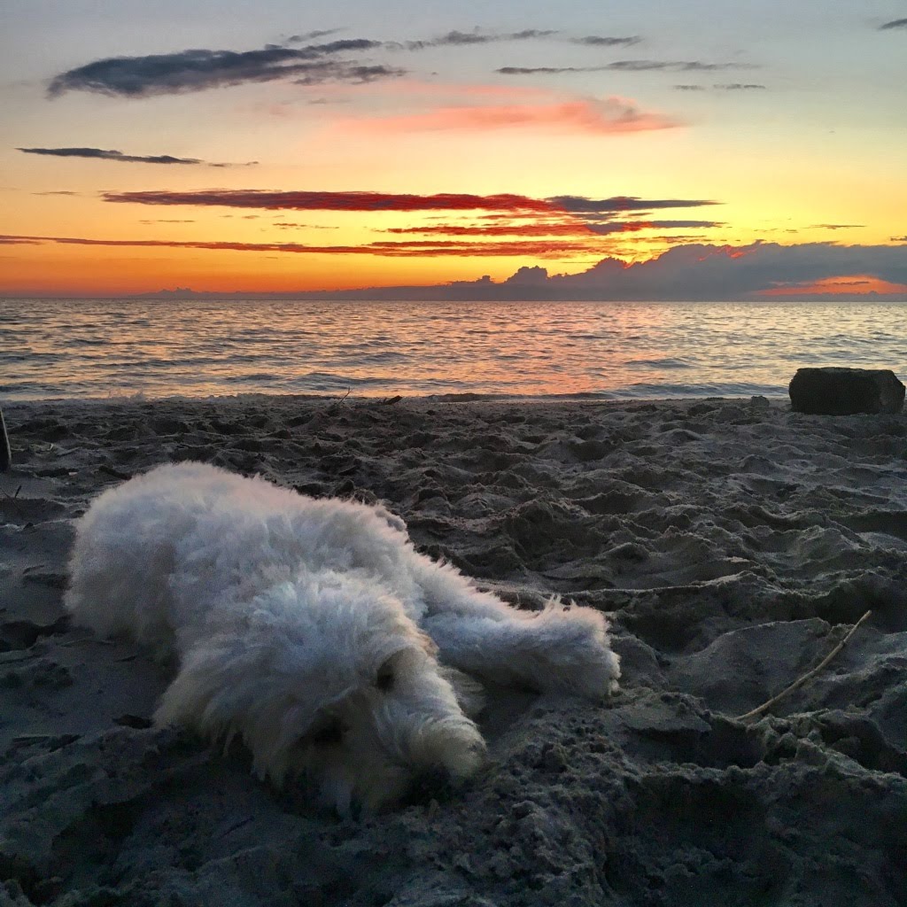 Dog laying on beach at Sunset