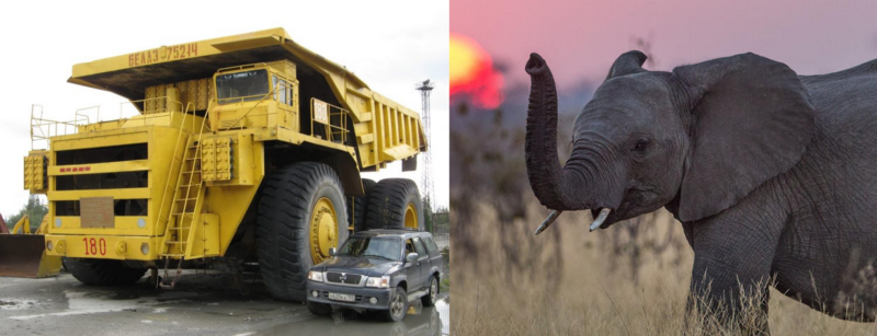 The BelAZ 75710 vs an elephant. Which one do you think is stronger?