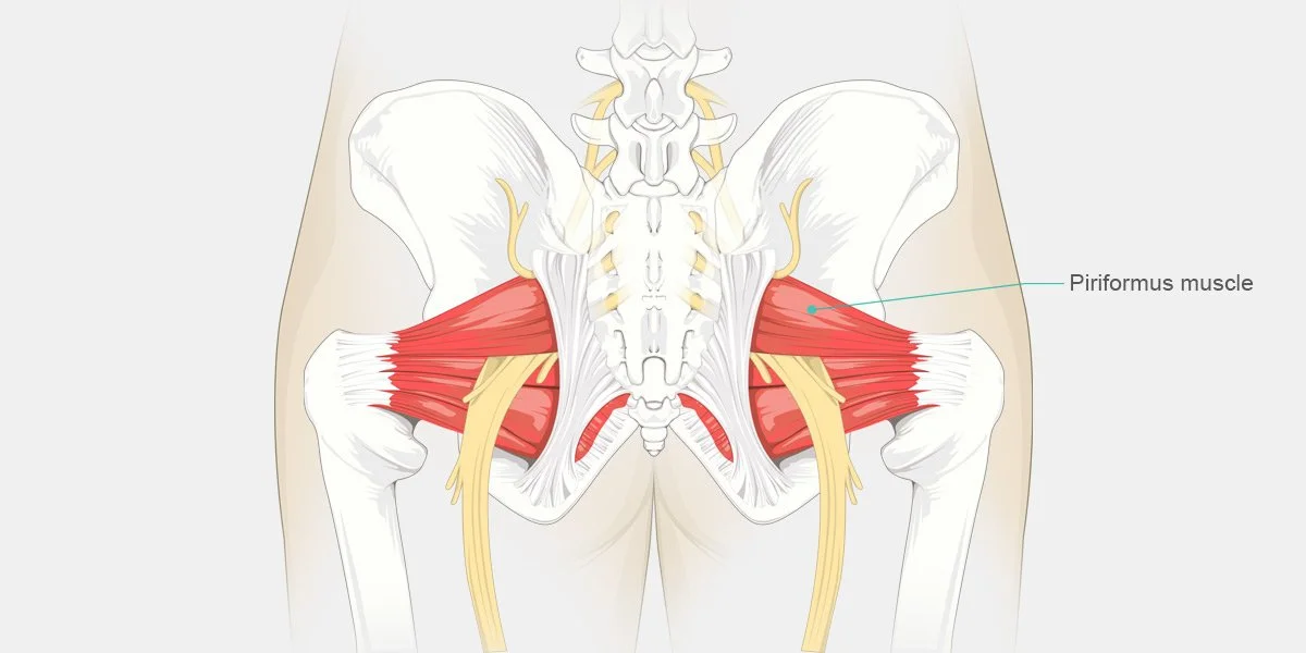 Source: http://onpointchiro.com/2017/06/27/condition-of-the-month-piriformis-syndrome/
