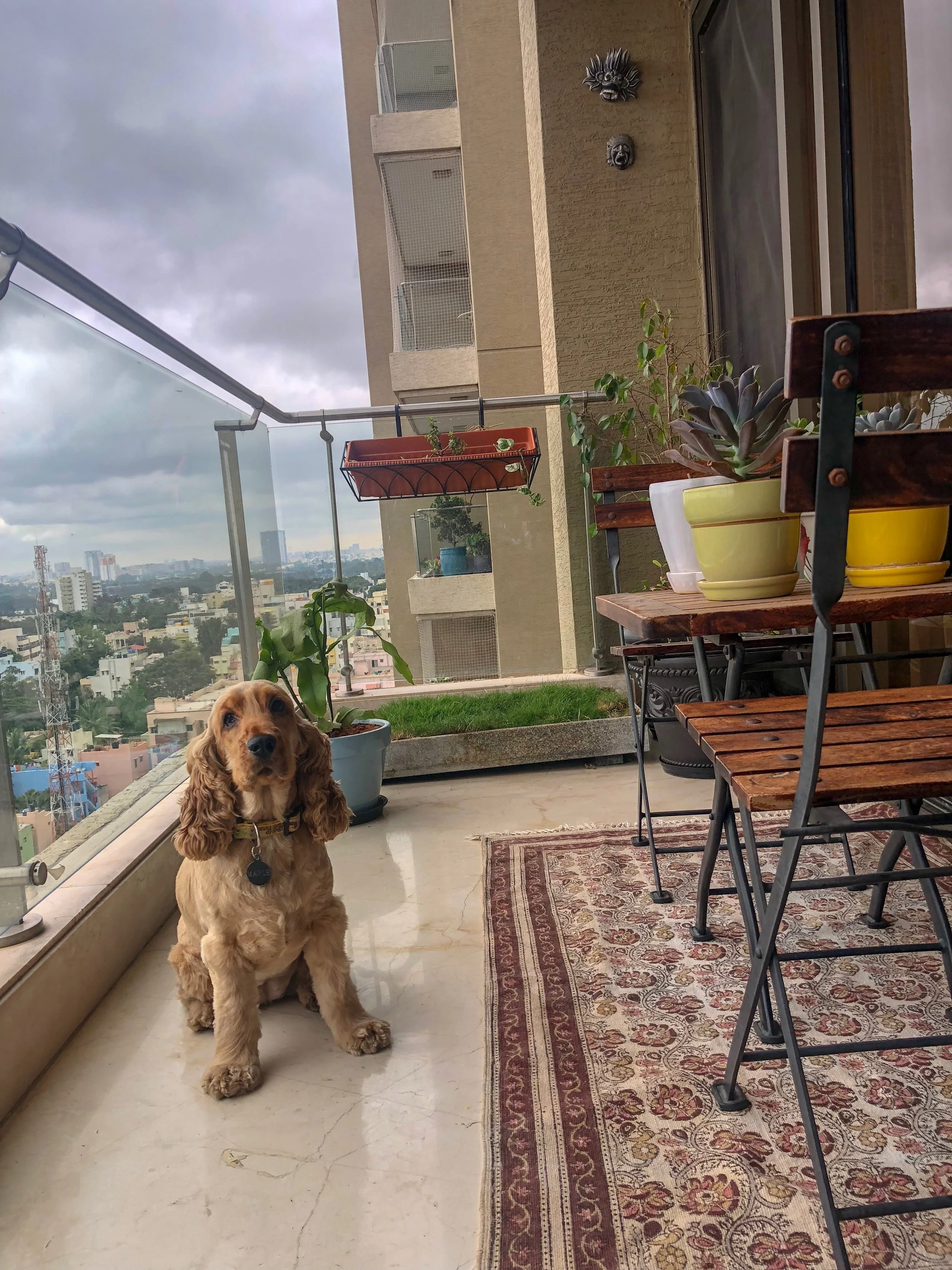 Pee-Wee Garden For Your Dog! 