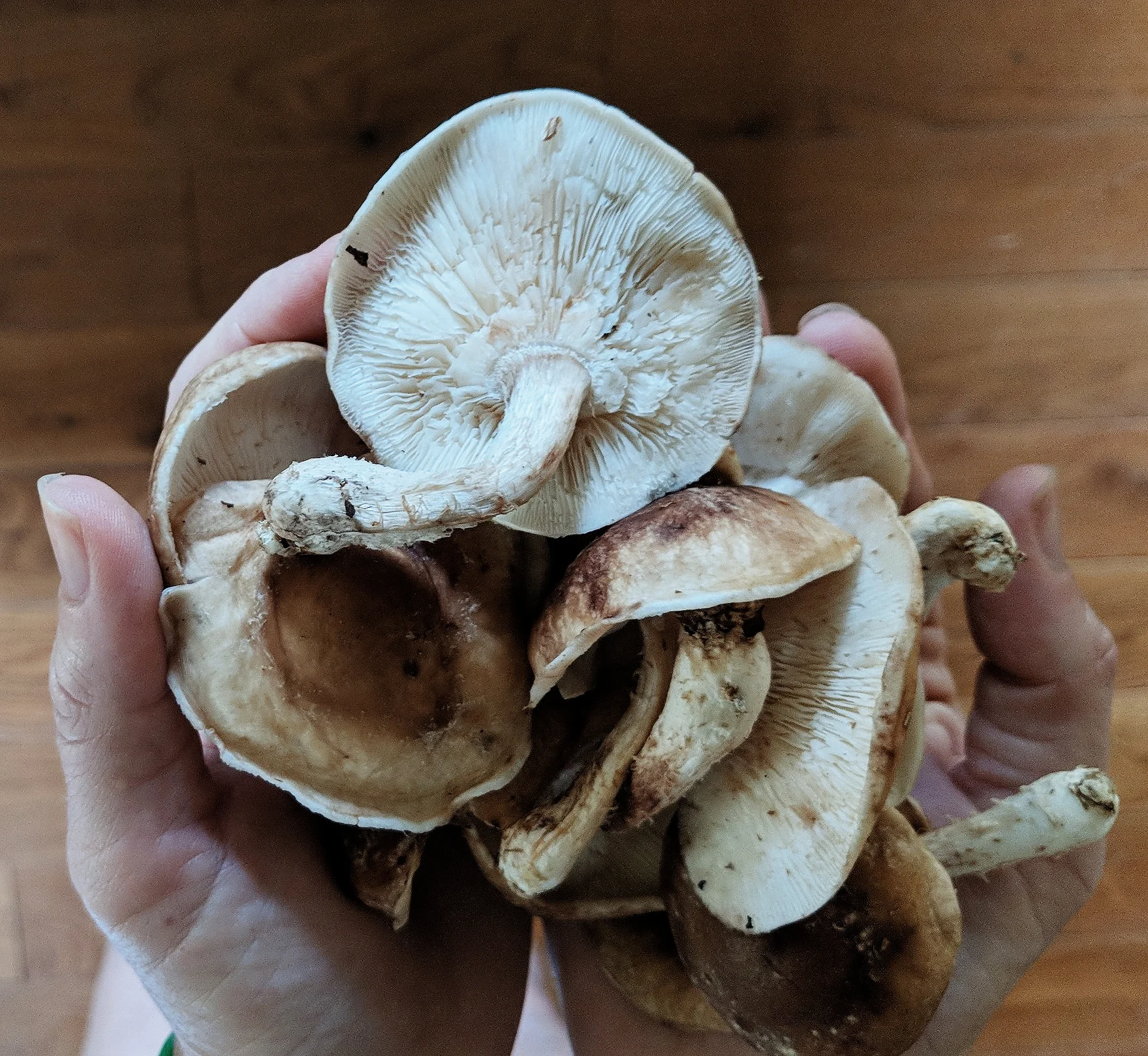 Mushroom &amp; Scallop Risotto 