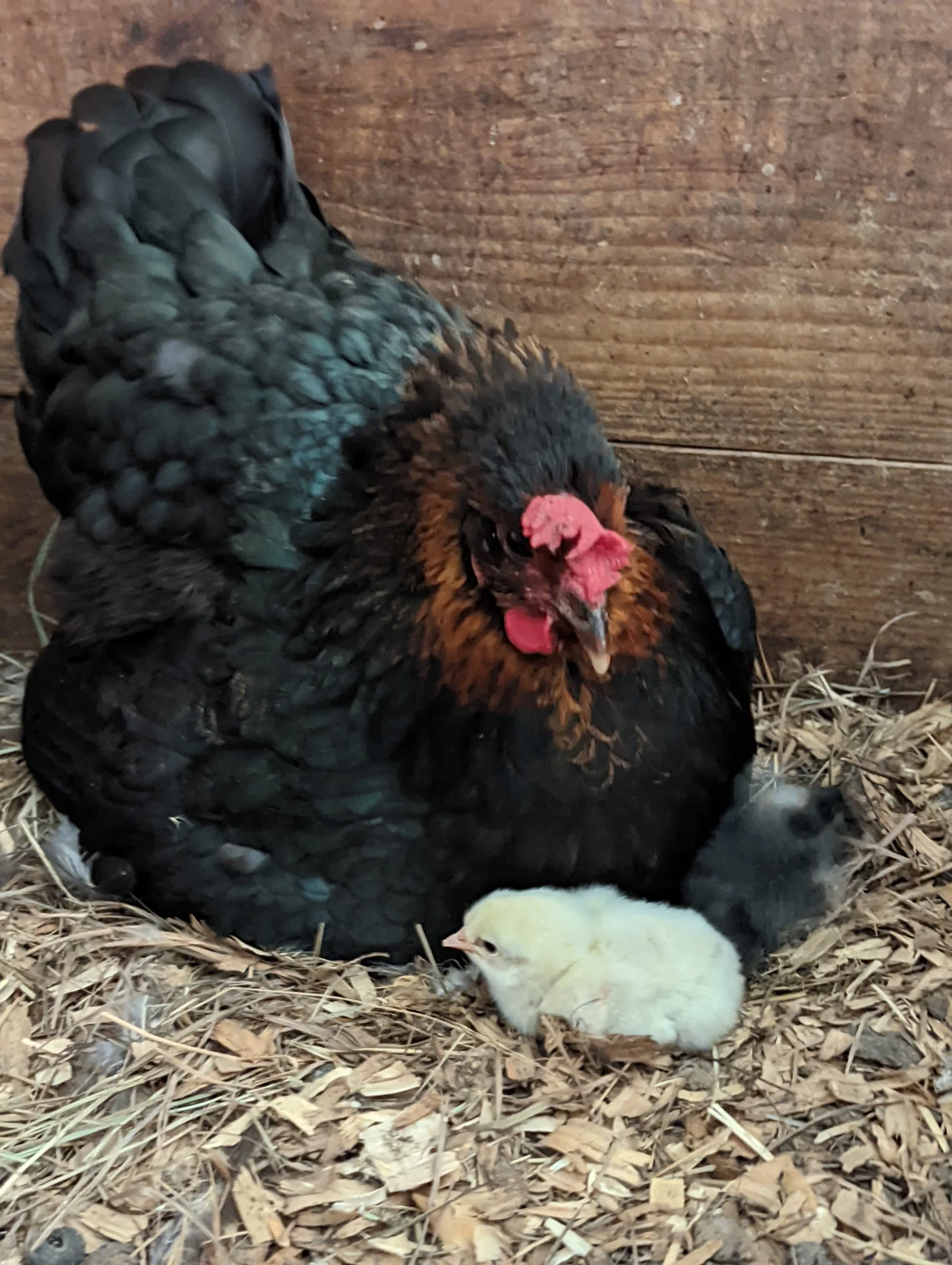 Spring chick predictions