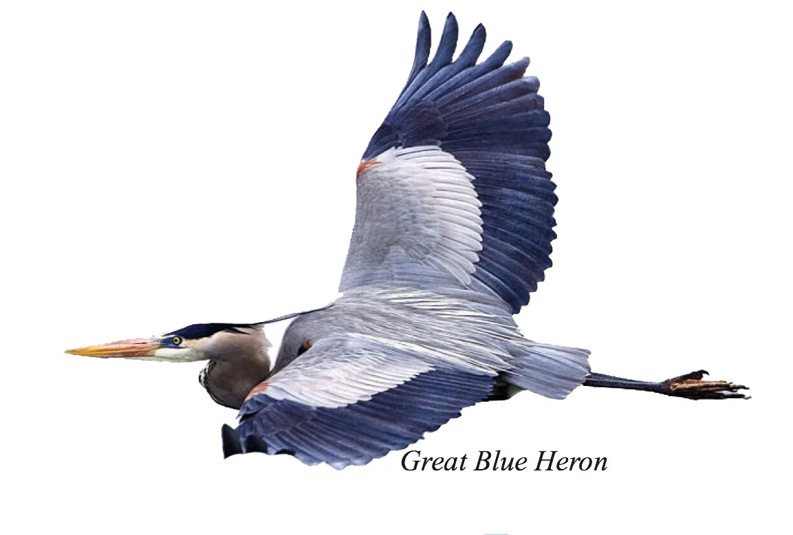 Nature Notes - Spring Has Sprung