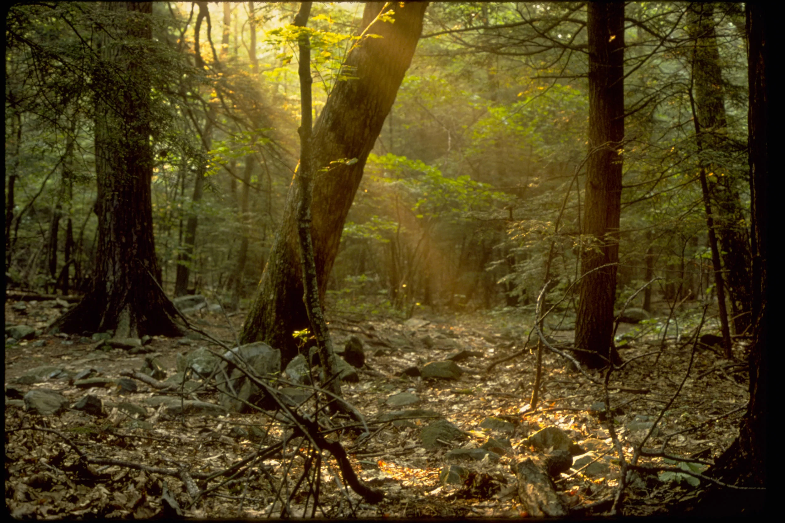 These Woods Are Never Quiet