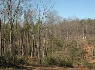 Logging Accelerates Forest Restoration