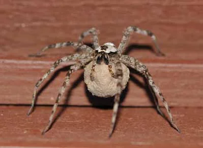 Year of the Spider:  Fishing Spider