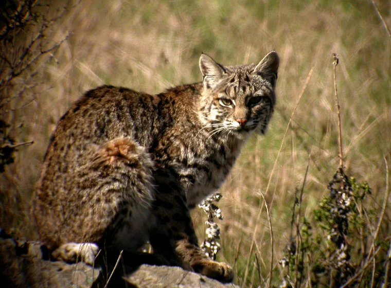 Bobcats have been on the Prowl