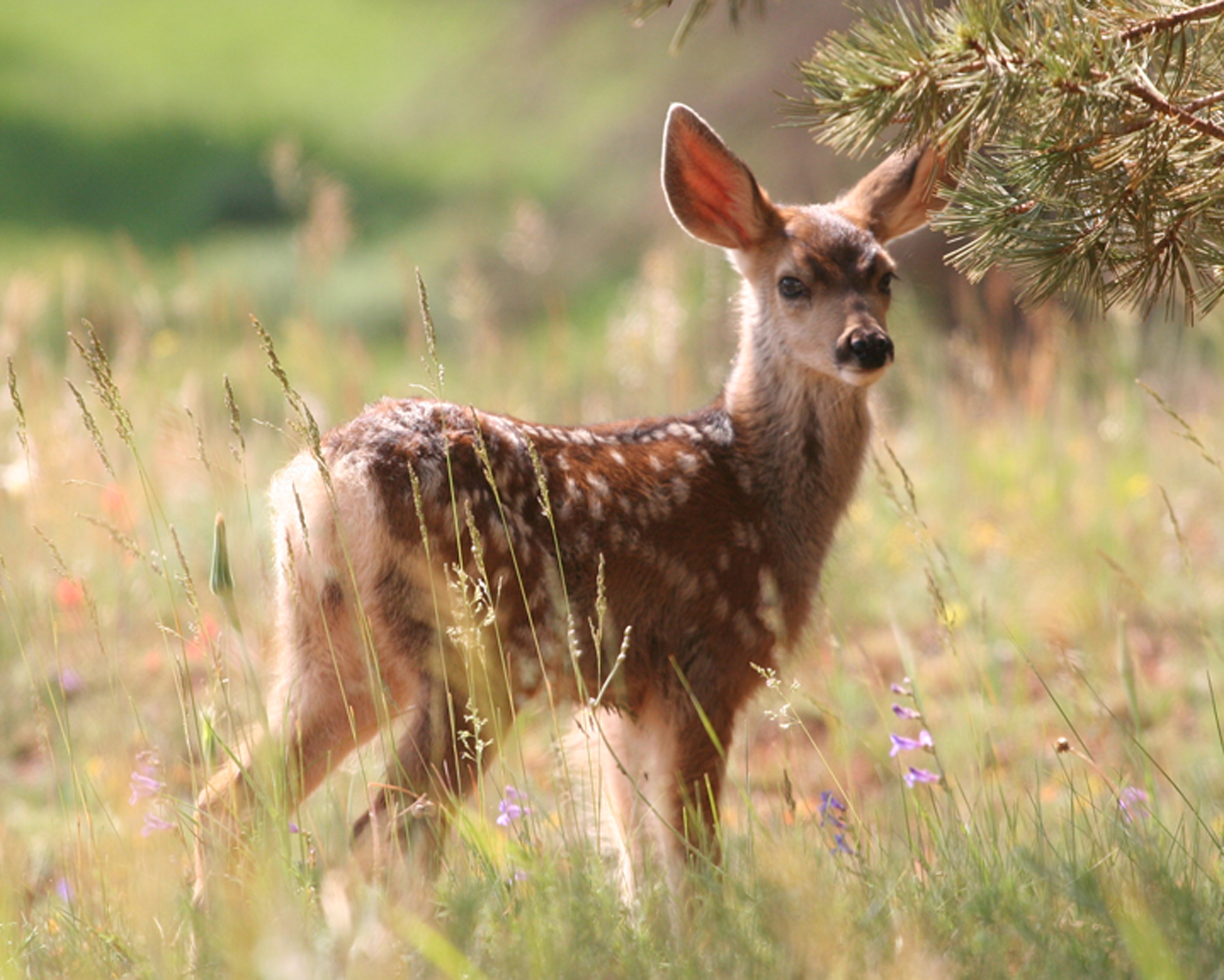 Fawn_3.jpg