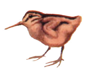 bird-nature.jpg