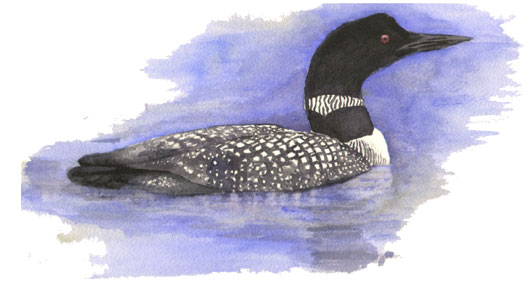 duck.jpg