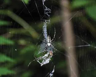 year of the spider2.jpg