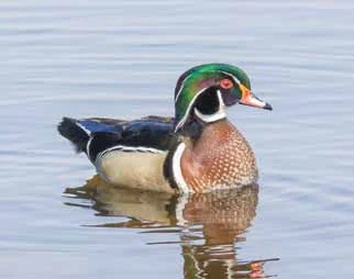 duck.jpg