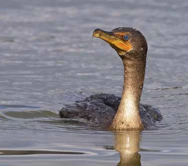 duck2.jpg