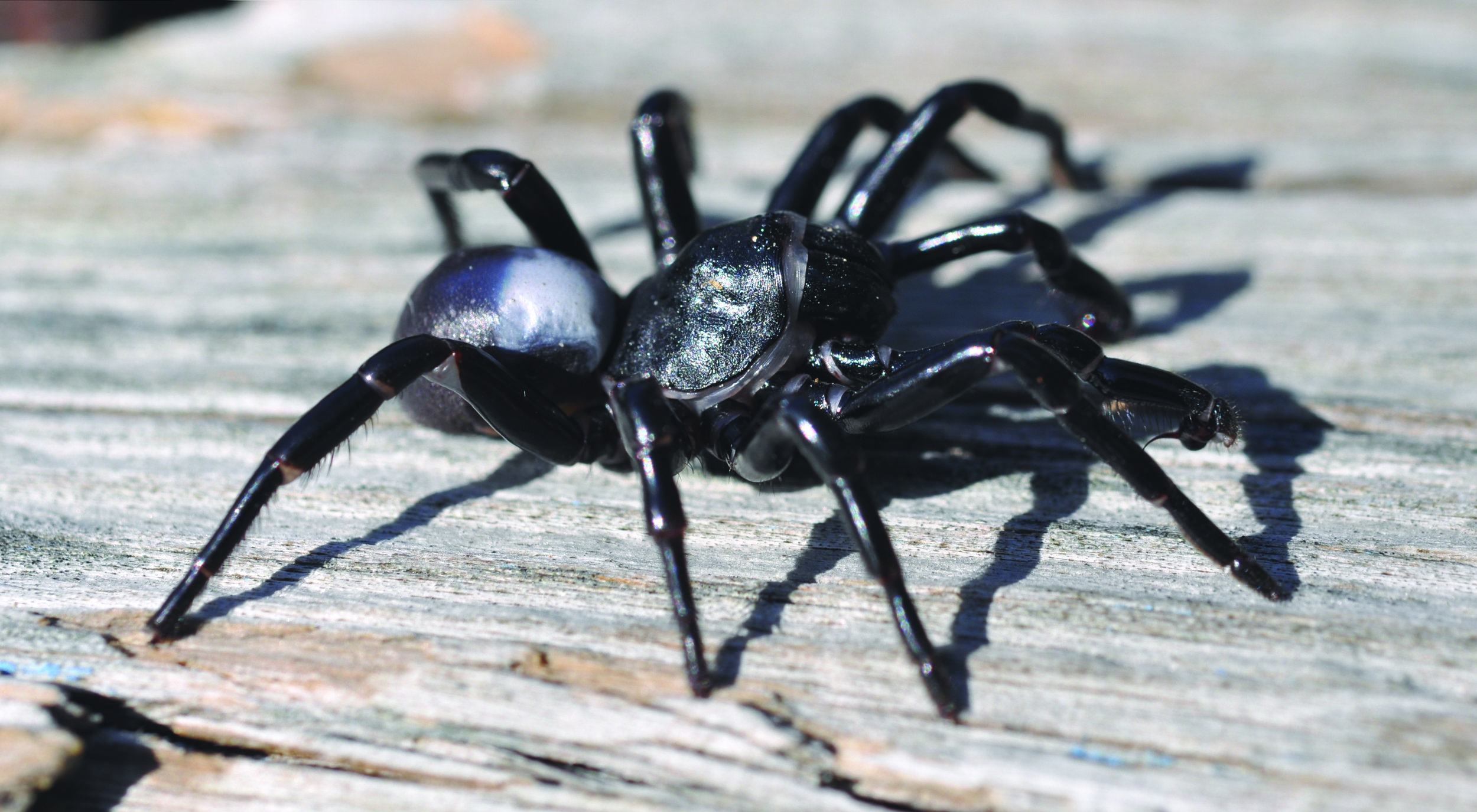 Spiders of the Carolinas