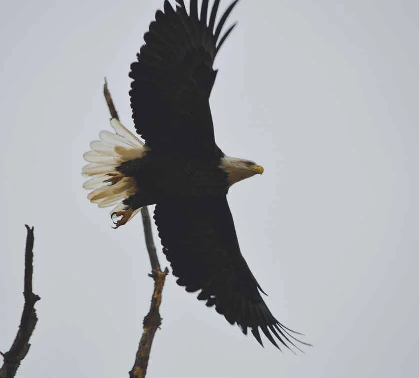 The eagles of Lake James