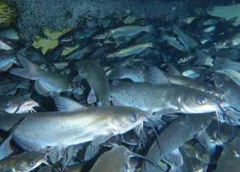 Year of the Fish:  Catfish