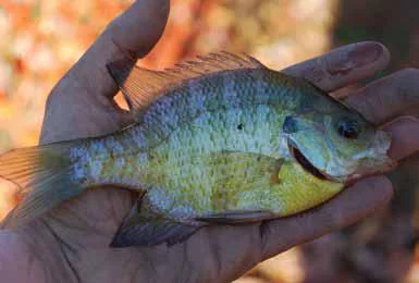 Year of the Fish:  Bluegill