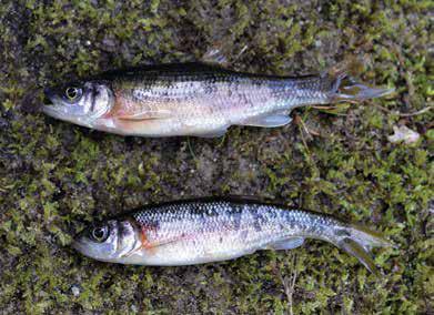 Know Your Pond Life: A Minnow is a Minnow, or is it? - American Sport Fish