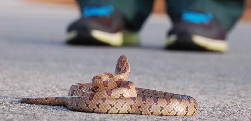 Unlock the Secrets of Snakes: Join our Basic Online Course in Snake Ecology  on November 4th & 5th, 2023, from 4 PM to 6 PM via Google Meet.…