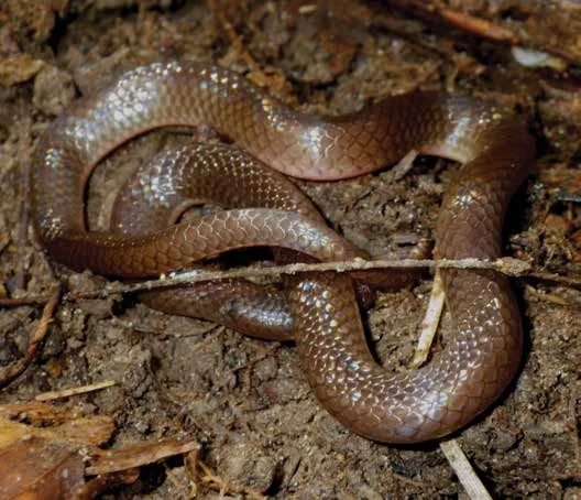 Year of the Snake:  Fall Installment