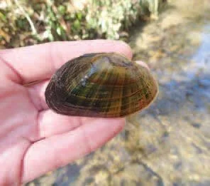 The Return of the Brook Floater