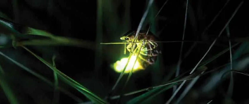 Year of the Beetle: Lightning Bugs and Fireflies; the Harbingers of Summer