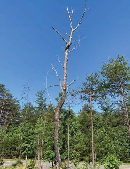 Year of the Tree:  Life Givers in Death